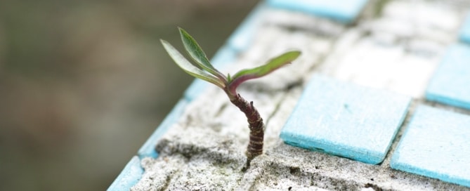 Green Plant Growing through Concrete